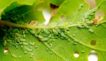 Jak skutecznie pozbyć się mszyc z Twojej działki? 🌱🌼