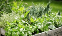 Zioła w ogrodzie działkowym 🌿🏡 - domowa apteka na wyciągnięcie ręki 💊💚