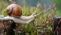 🌿🐌 Jak pozbyć się ślimaków z ogrodu? 🐌🌿
