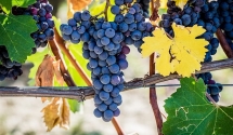 🍇🌱 Zbiory Winogrona: Zanurz się w słodkim świecie ogrodowej pasji! 🌞🍷
