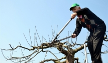 Pokaz cięcia drzew i krzewów owocowych oraz ozdobnych